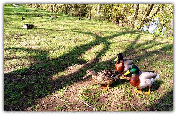 Panoramaweg - Enten an der Nied