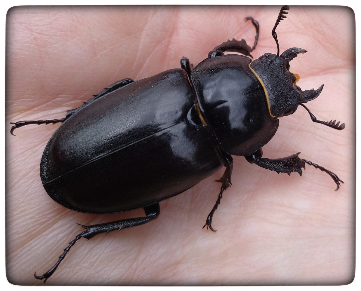 Balkenschröter Niedtal.de